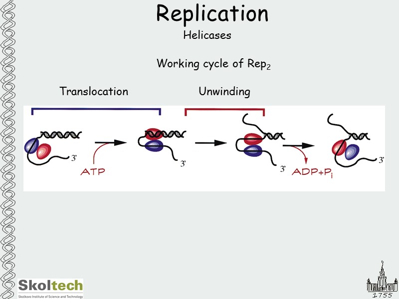 Replication Helicases Working cycle of Rep2 Translocation       